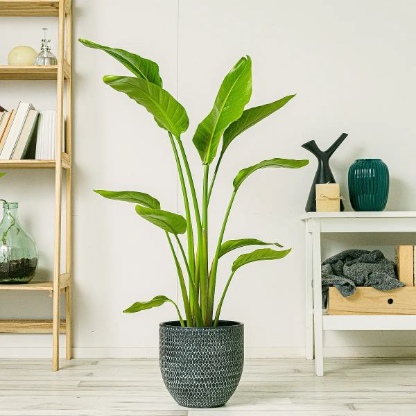 Ave del Paraíso PLANTA BE.GREEN