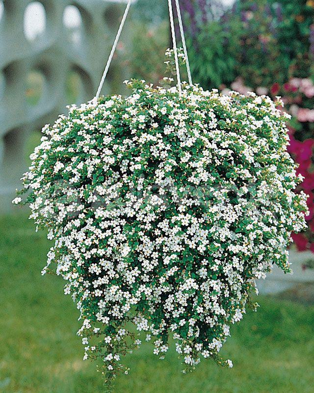 Bacopa en maceta colgante