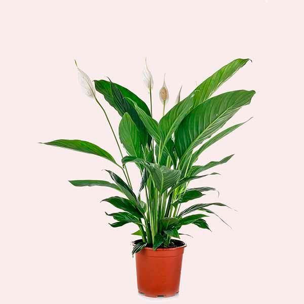 Verdecora Planta Spathiphyllum - Lirio de la Paz AMAZON