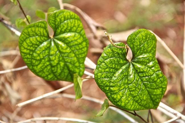 Hoja de boniato