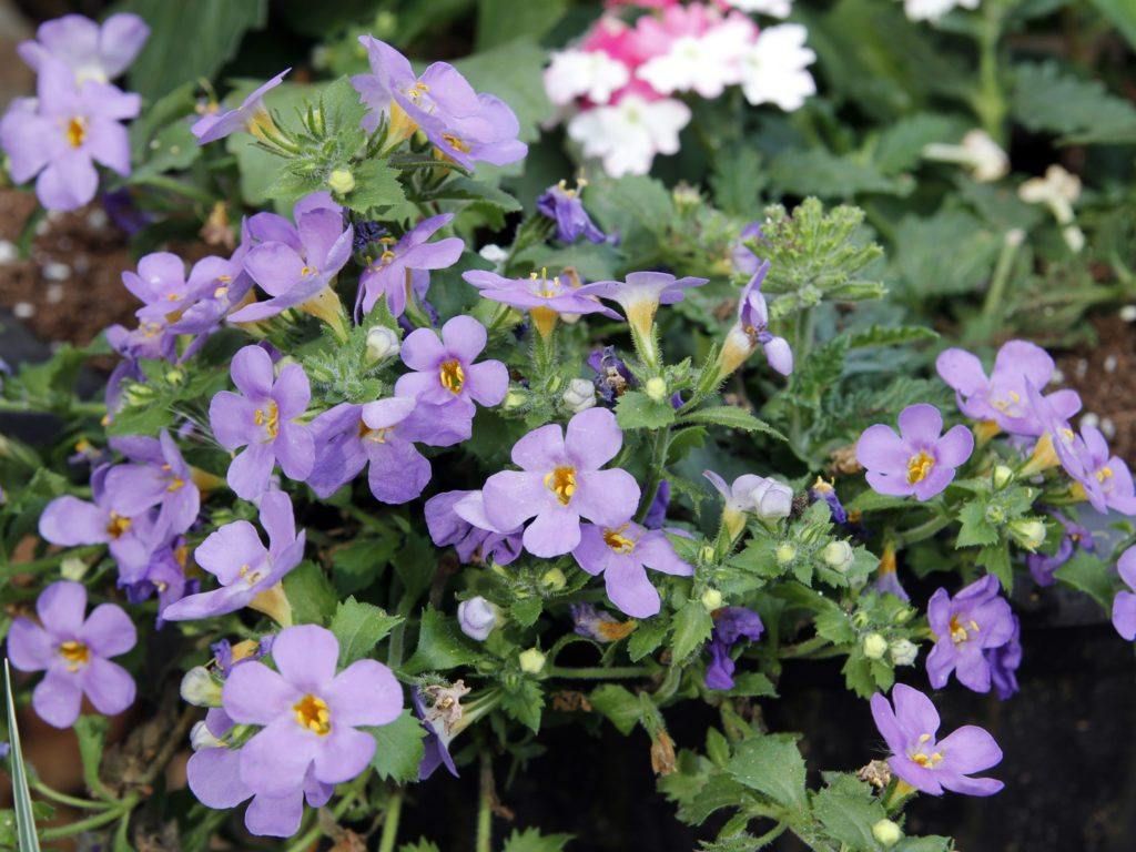 Bacopa de flores moradas