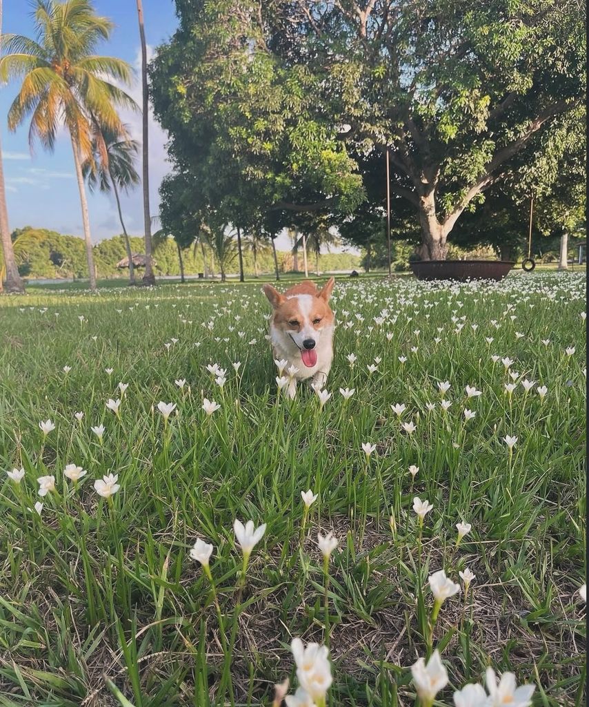 Rocco falleció en septiembre de 2025