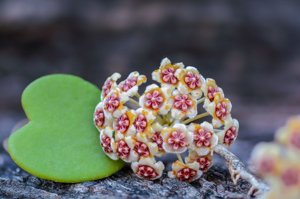 Hoya Kerrii suculenta. 