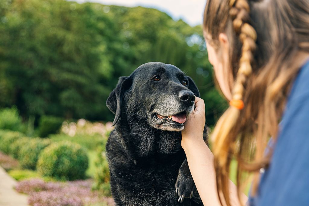 mujer con un perro labrador negro senior