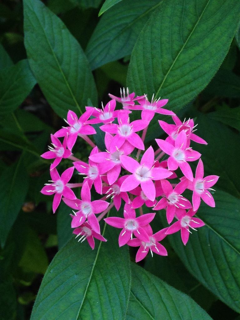 Pentas lanceolata