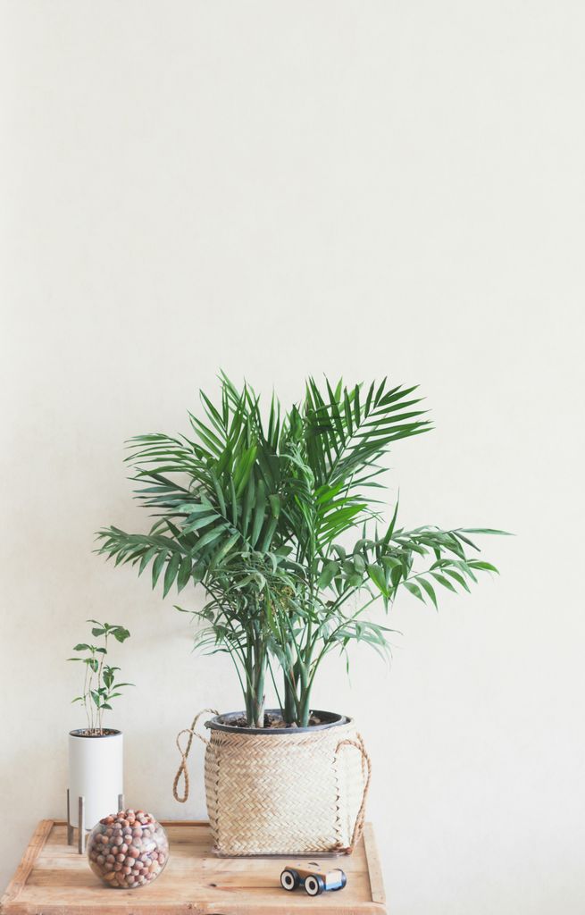Palma areca