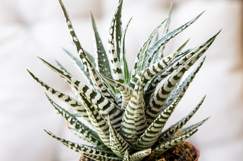 Haworthiopsis attenuata o planta cebra