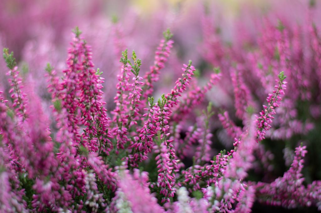 El brezo (‘Calluna vulgaris’) en España florece principalmente entre el otoño y el invierno