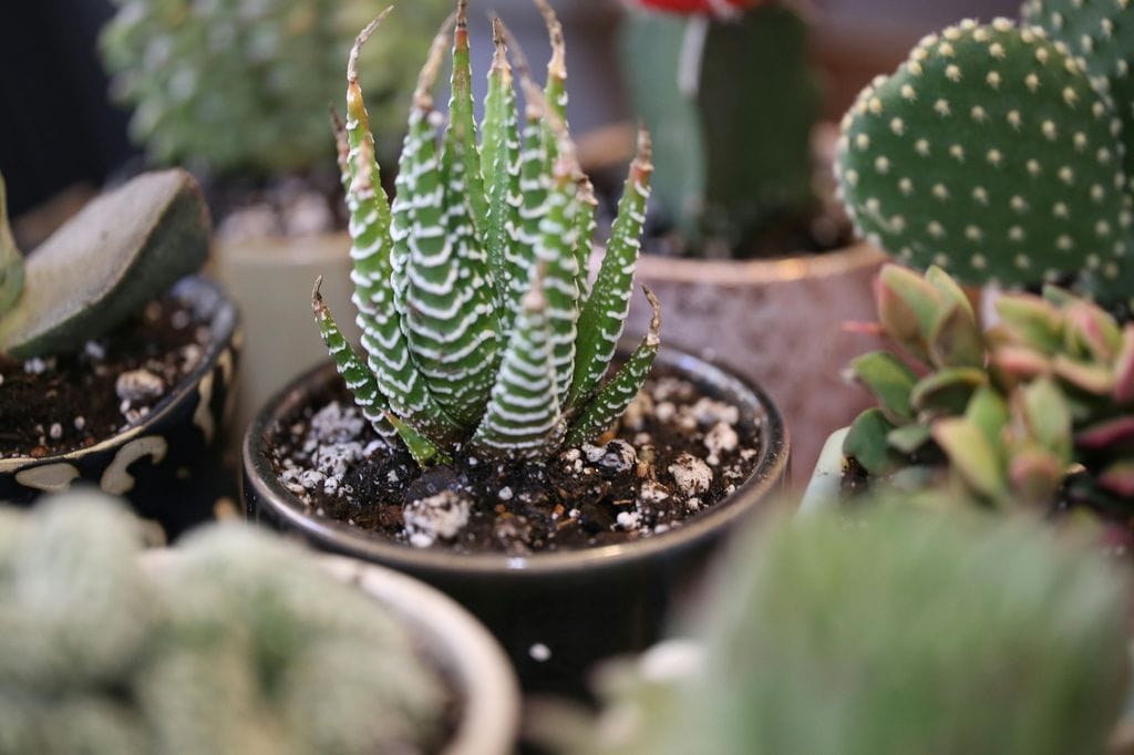 Haworthiopsis attenuata o planta cebra. 