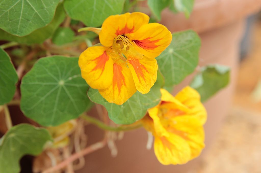 Capuchina amarilla