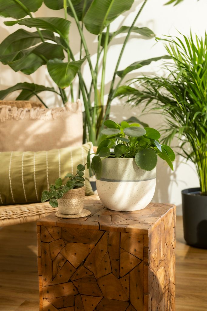 Plantas de interior