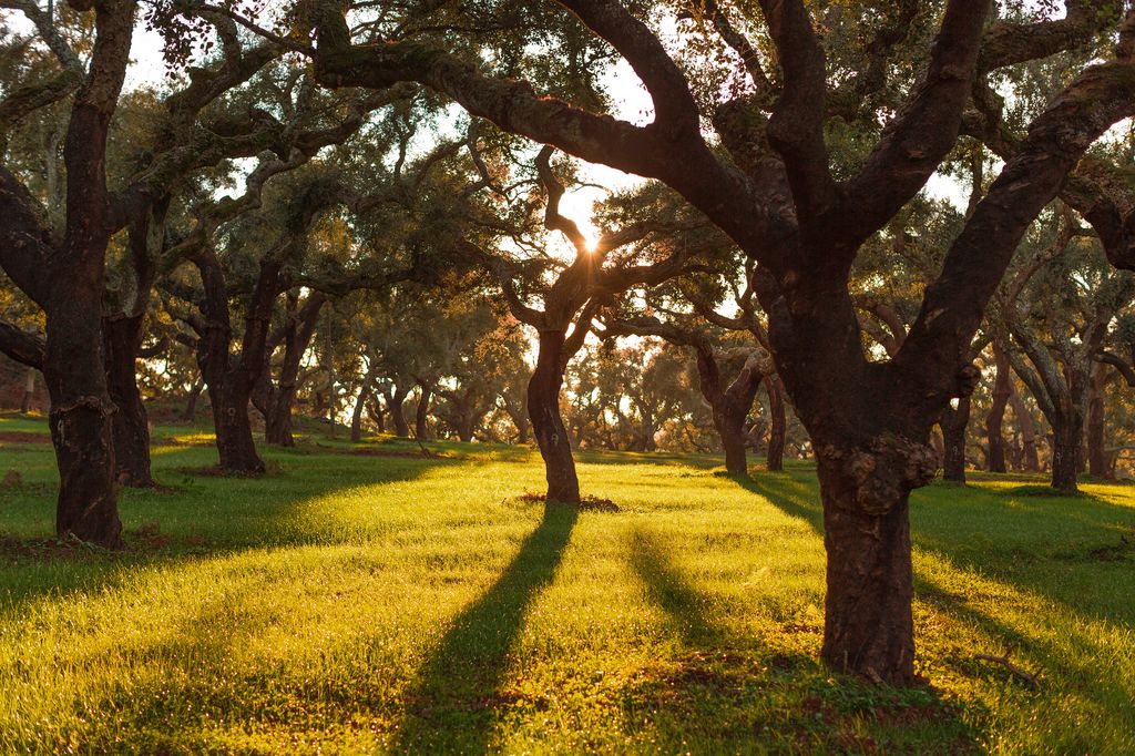 Un paseo por el bosque y una mirada curiosa bastaron para iniciar un descubrimiento científico inesperado
