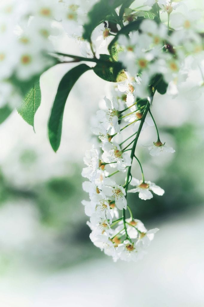 Prunus padus o cerezo de racimos