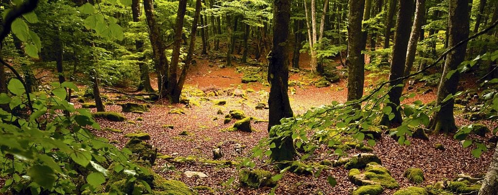 Hayedo del Monte Santiago