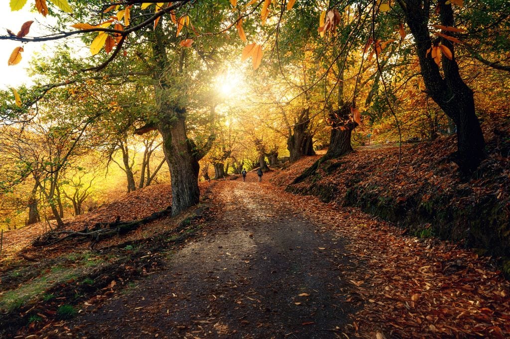 Paisaje otoñal 