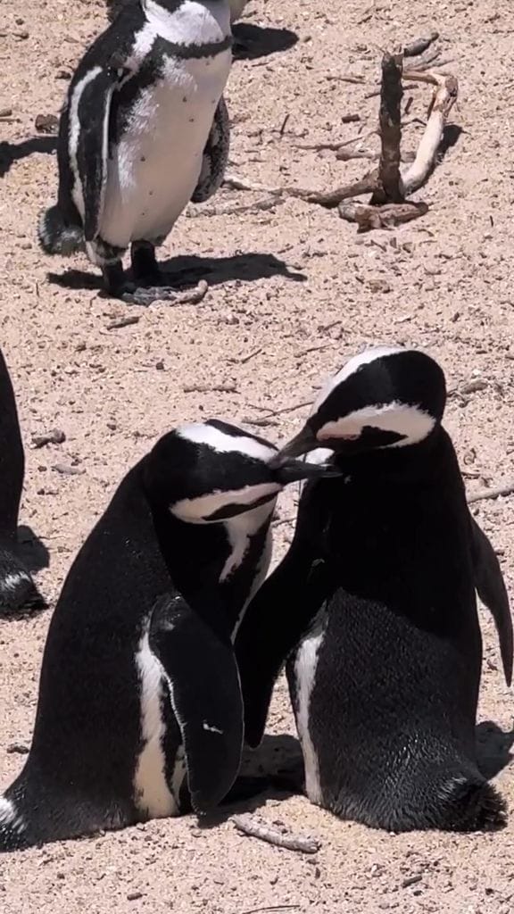 Aislinn Derbez compartió una simpática escena protagonizada por un par de pingüinos.