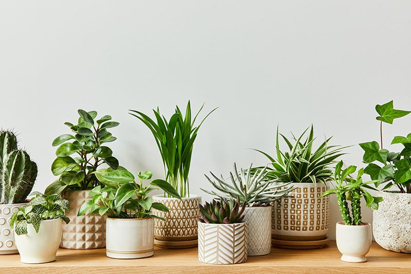 Plantas Decorativas Para Interiores () Plantas Decorativas Para Interiores