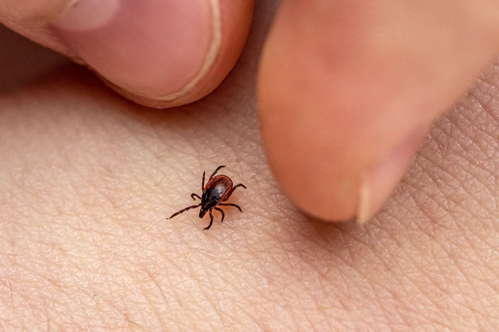 La enfermedad de Lyme es una nfección causada por la bacteria Borrelia burgdorferi, transmitida a través de la picadura de garrapatas infectadas.