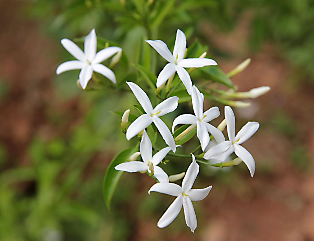 Jazmín común (‘Jasminum officinale’) en flor 