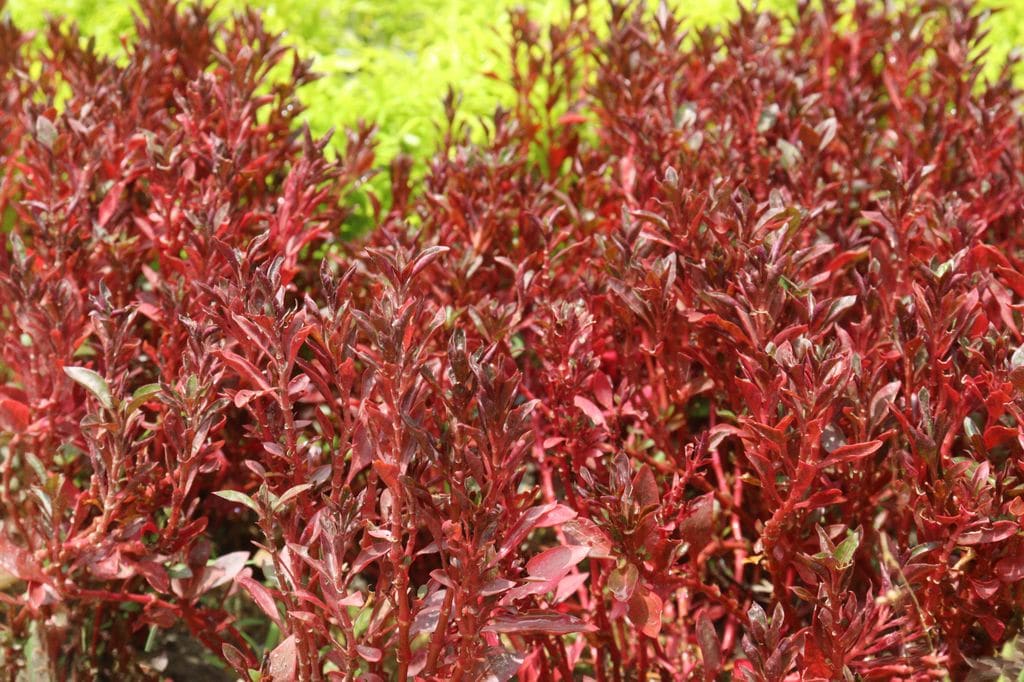 Planta de exterior coprosma