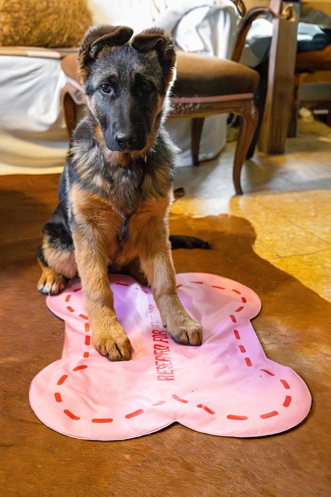 Manta con frío para mascotas