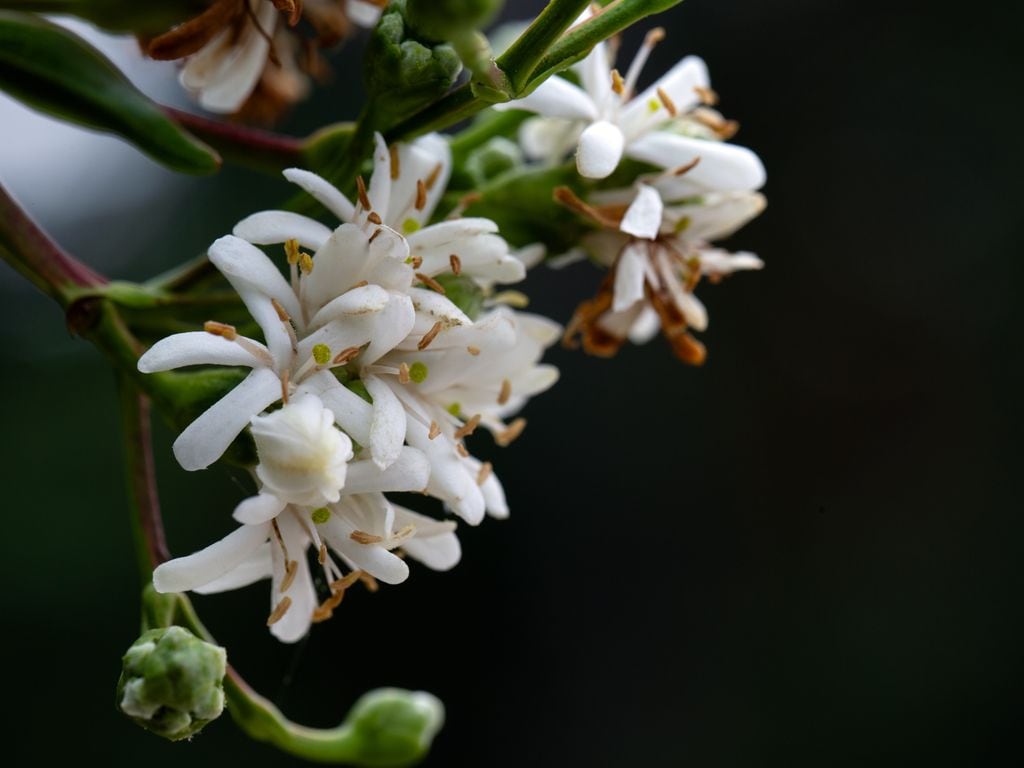 Árbol de los siete hijos o Heptacodium miconioides