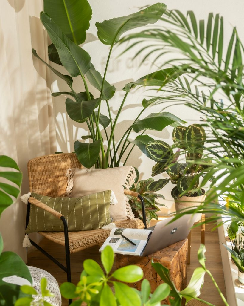 Plantas de interior