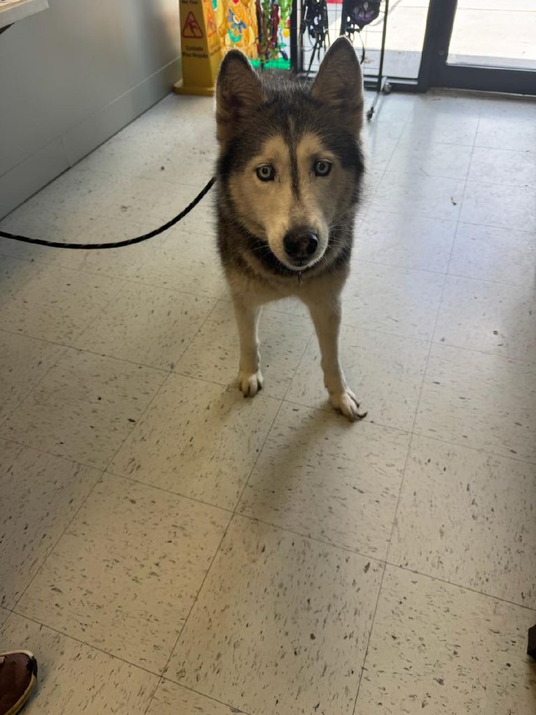 Sierra, una perra de raza husky siberiano, que ha sido encontrada después de estar desaparecida durante 12 años