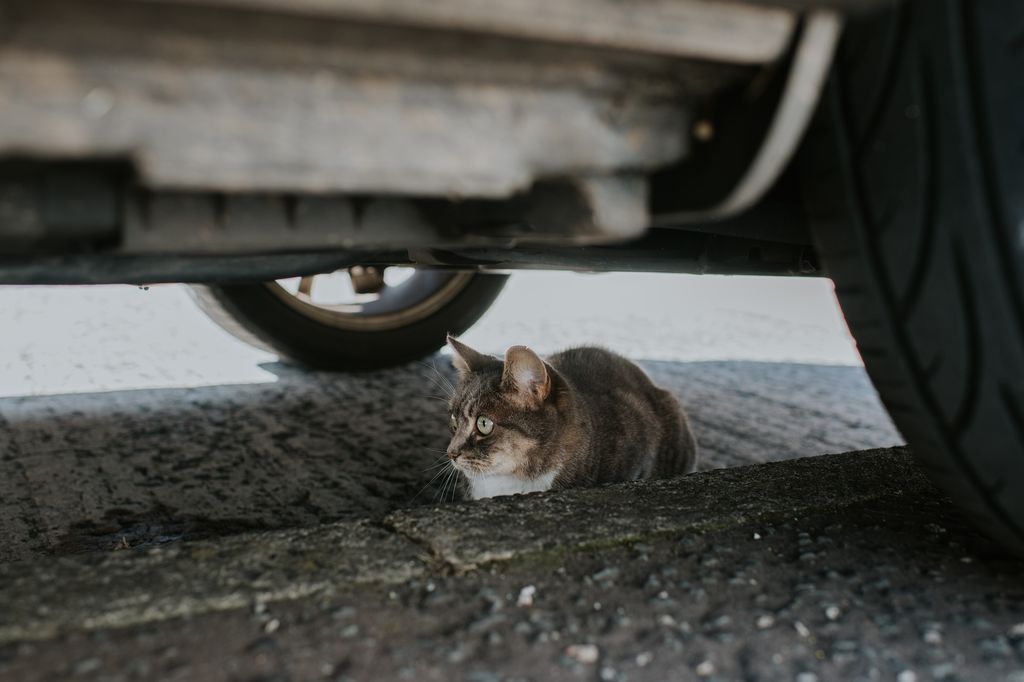 En invierno, muchos gatos buscan refugio en el motor o bajo los coches sin que nadie lo note