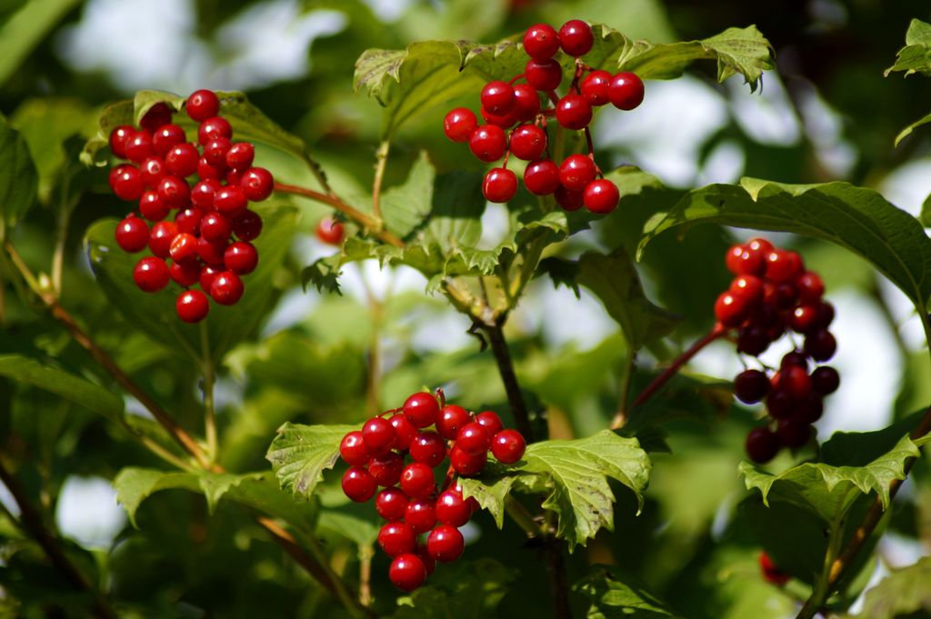 Viburnum Opulus
