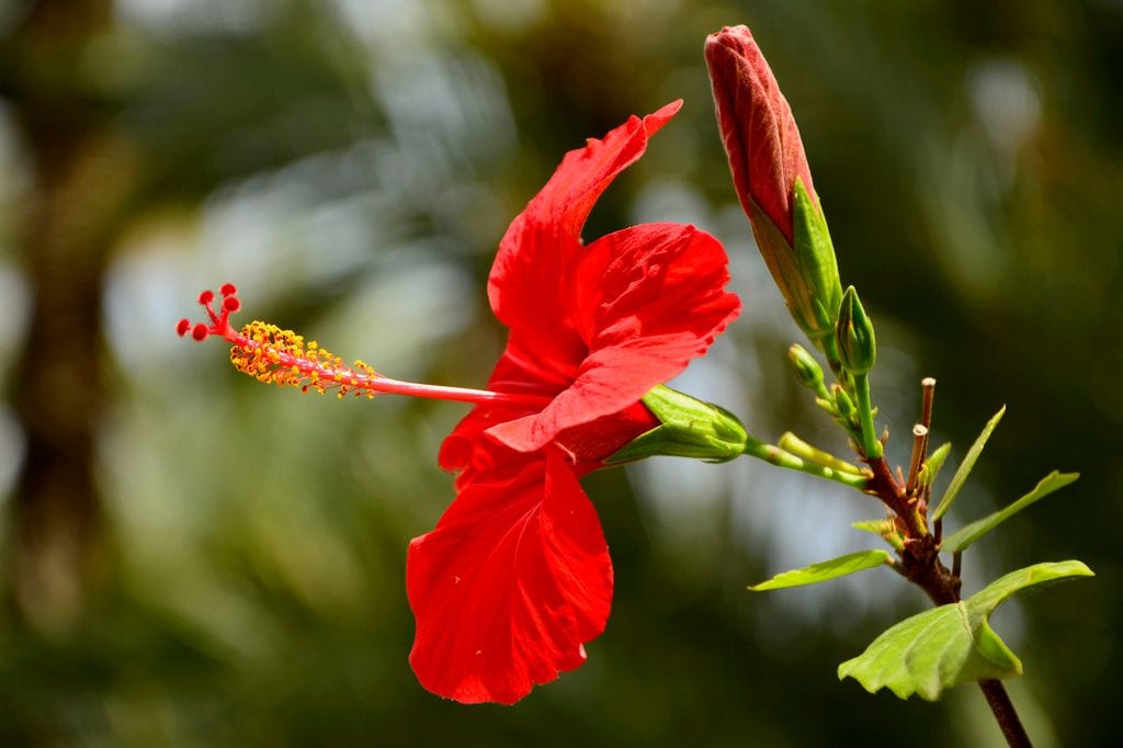 Flor roja del hibisco