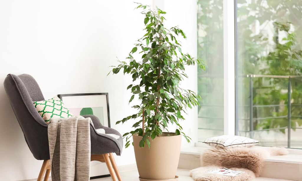 ficus 3