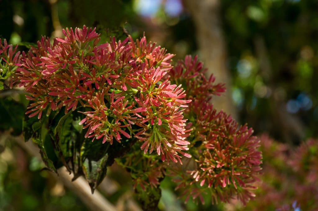 Árbol de los siete hijos o Heptacodium miconioides
