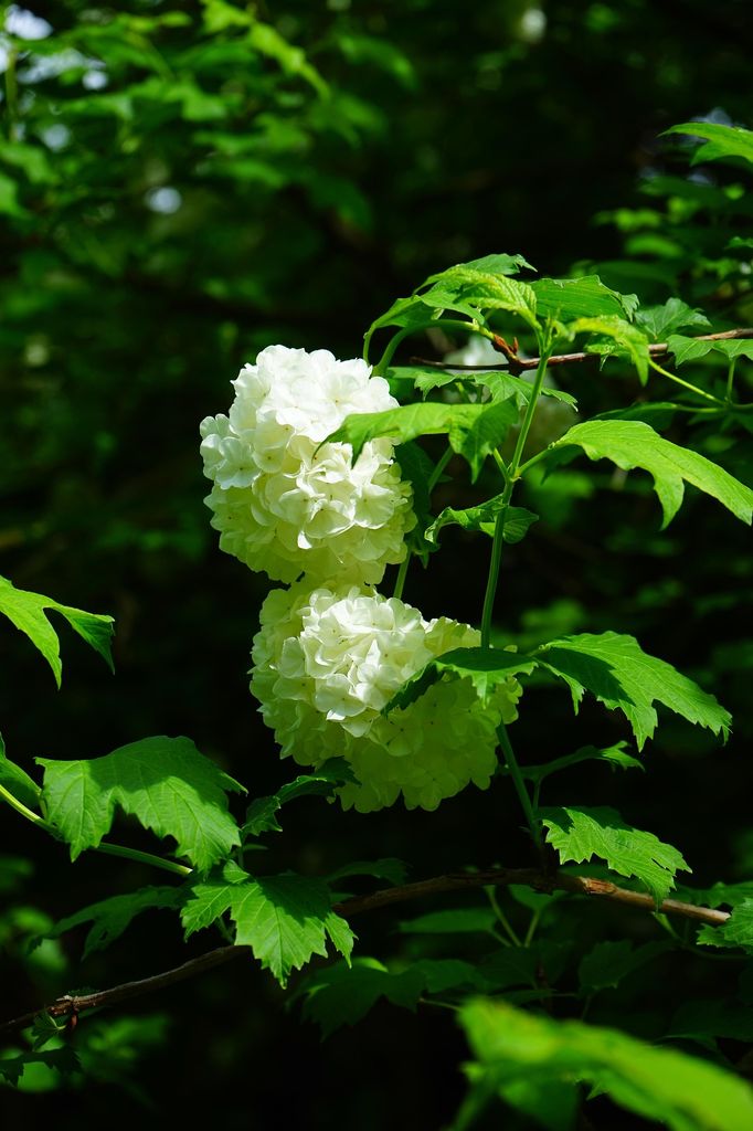 Viburnum Opulus