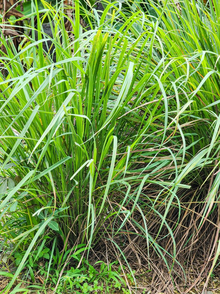 Citronela