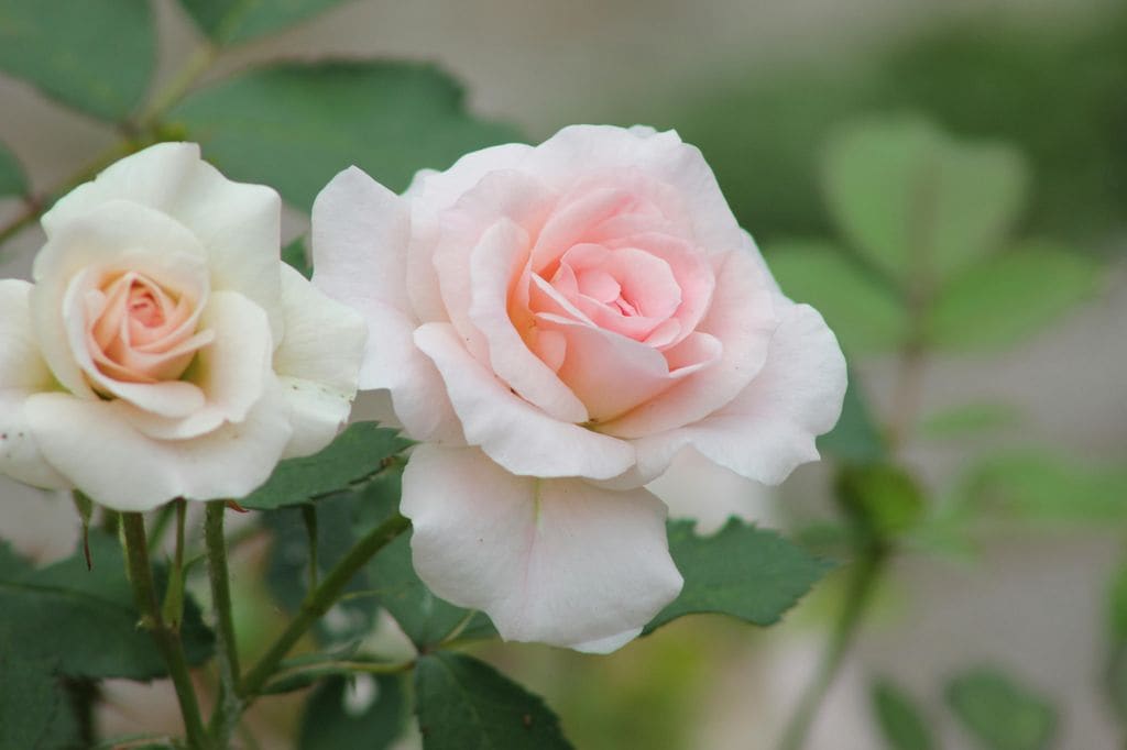 Rosal con flores