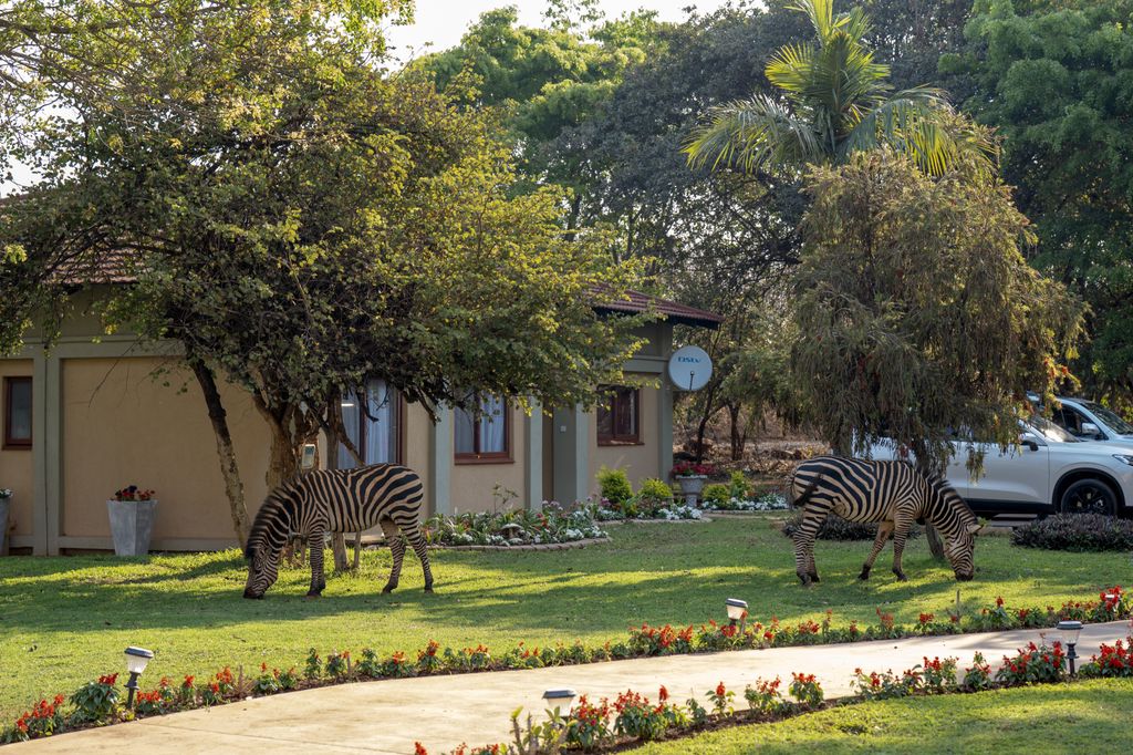 Cebras en los jardines de Community House, en Lusaka, donde la duquesa de Edimburgo se reunió con el presidente de la República de Zambia, Hakainde Hichilema, y la primera dama, Mutinta Hichilema, durante su visita al país. 