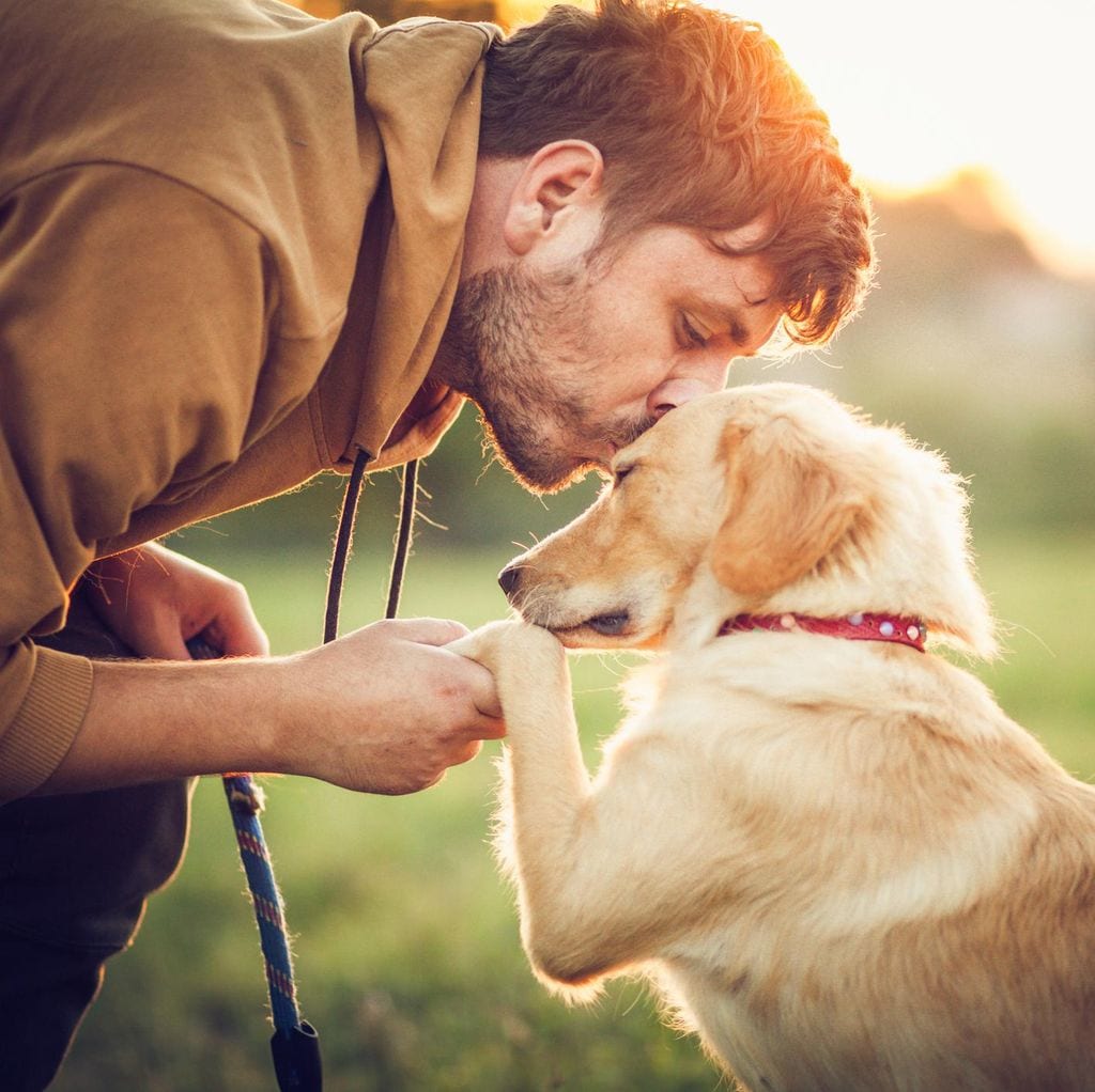 perros