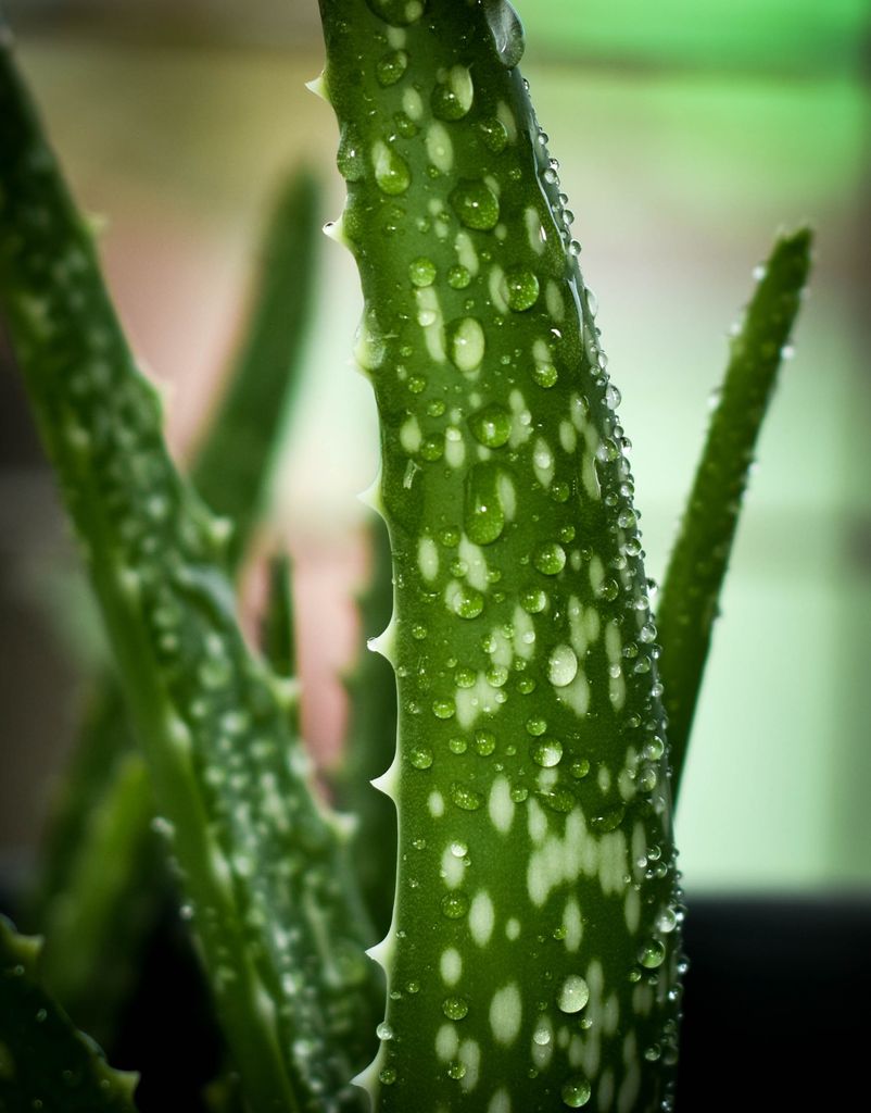 Aloe vera