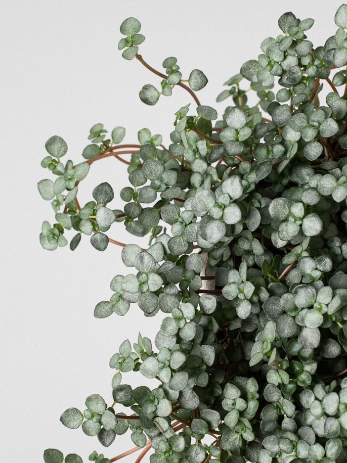 Pilea glauca