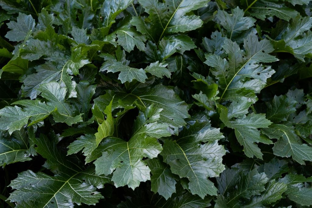 Acanto con problemas de salud visibles en su follaje