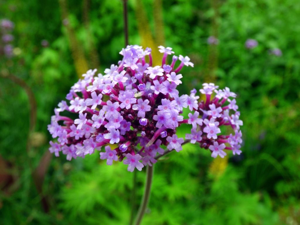 Flor de la verbenas ('Verbena bonariensis')