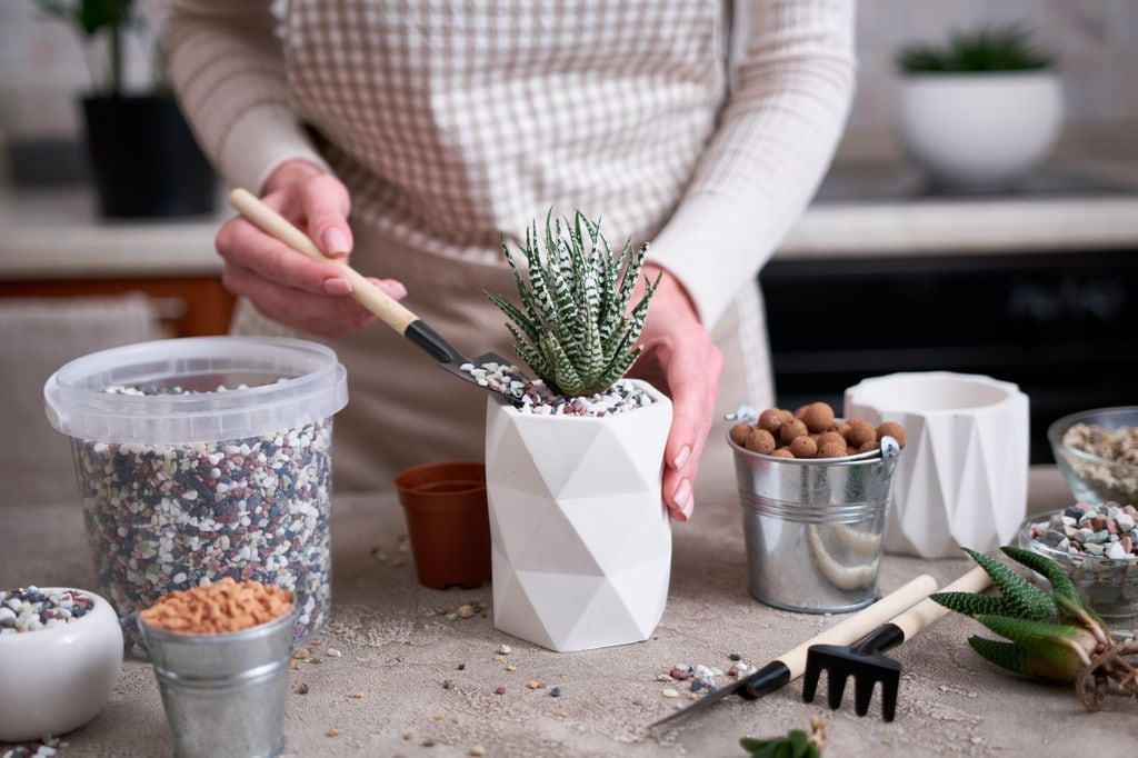 Haworthiopsis attenuata o planta cebra. 