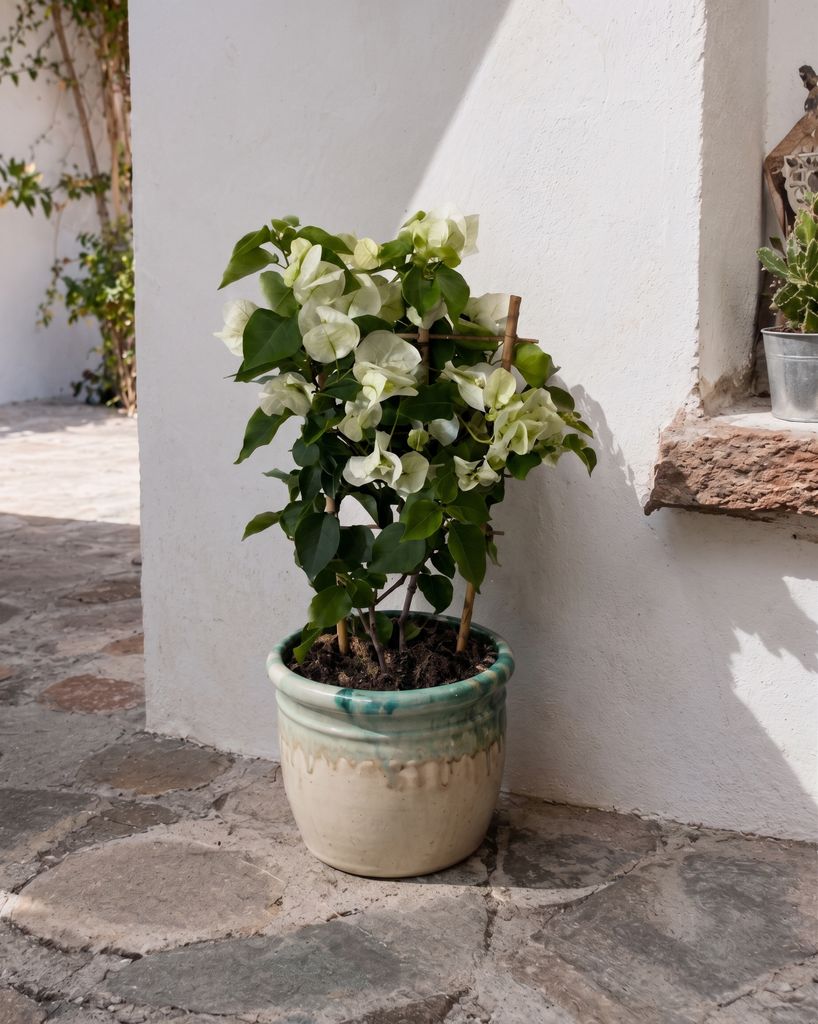 Buganvilla en maceta con brácteas de color blanco