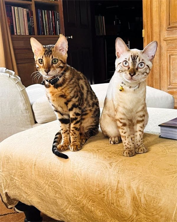 Los gatos de Richard y Alejandra Gere