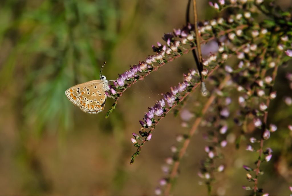 Mariposa alimentándose del néctar de la flor de un brezo (‘Calluna vulgaris’)