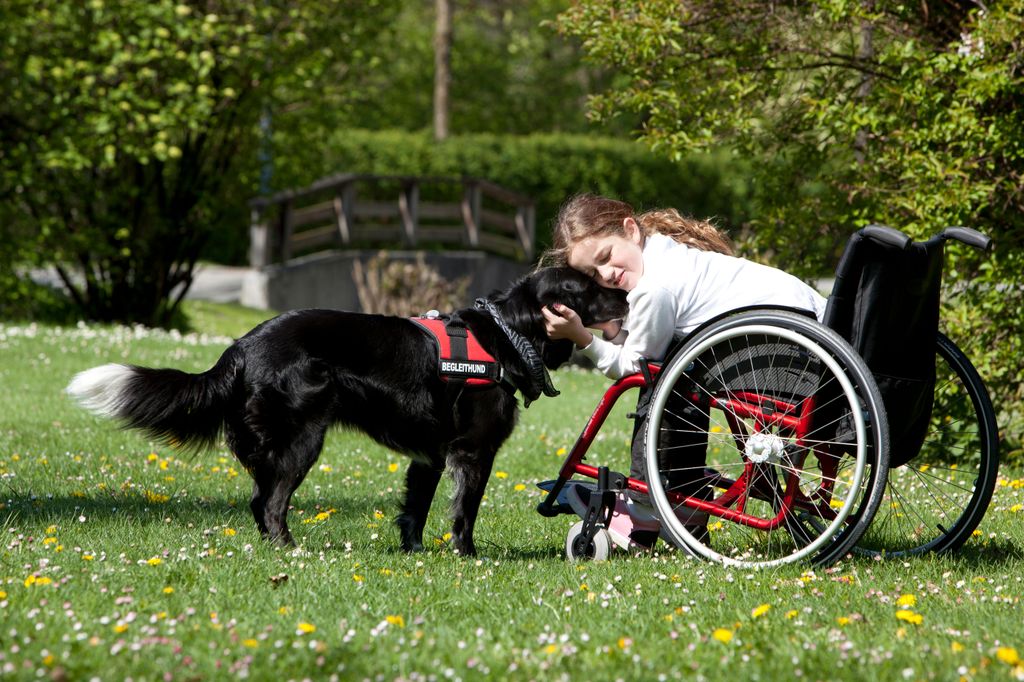 Un perro asistencial visita a una niña en silla de ruedas  y su sola presencia activa emociones positivas y mejora el estado de ánimo de la pequeña 