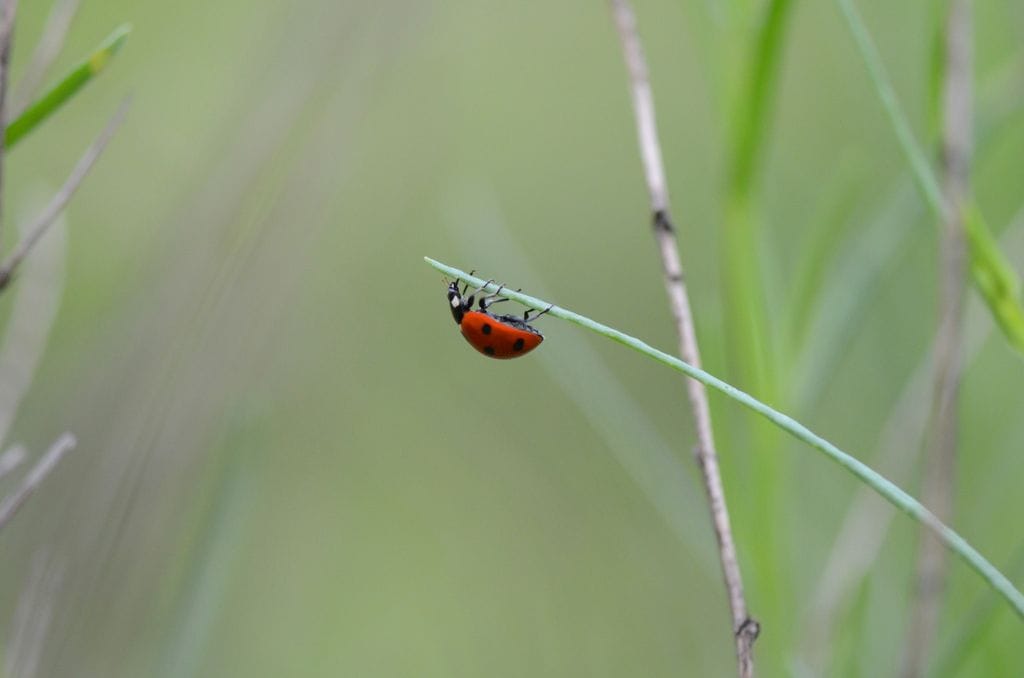 Mariquita, un insecto ideal para prevenir plagas como las de los pulgones, ácaros y cochinillas