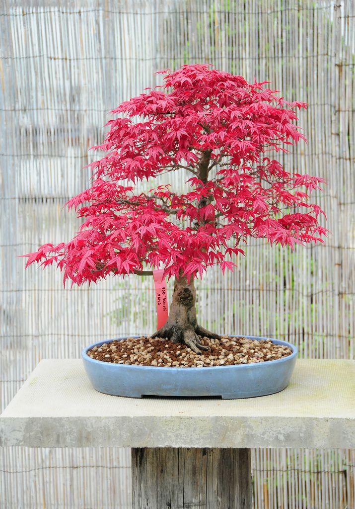 El bonsái del arce japonés debe cultivarse en exterior