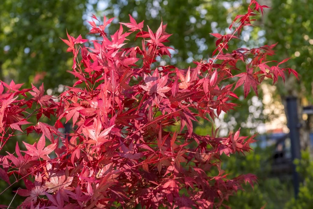 Acer palmatum